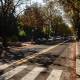 imola-abbattimento-alberi-vie-costa-dante